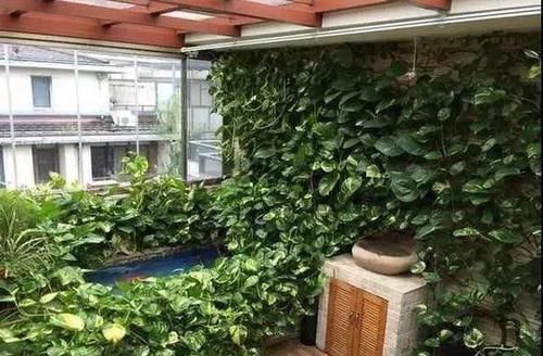空气湿度|养好绿萝吊兰，只要会浇水，吊兰垂下千万条藤，绿萝爬着爆盆家
