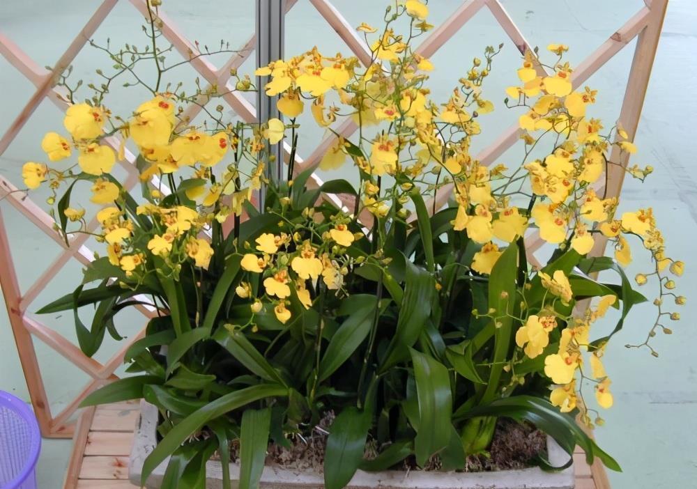 更是|新手别养这3种花了,没经验很难养,开花更是大问题