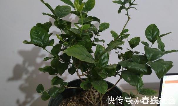 盆栽茉莉花,冬天这样养,枝条壮实好过冬,明年还能开5茬!