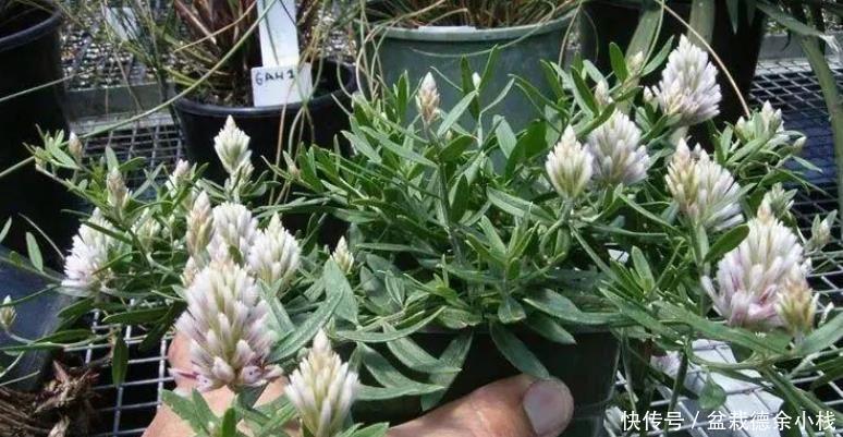 就算|很少花友会知道的5种观赏花卉,认识一种就算老园丁了