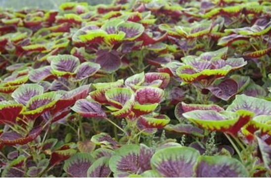 六月苋|村民把野菜当鸡蛋吃给金子也不愿换,孩子长身体女人减肥少不了!