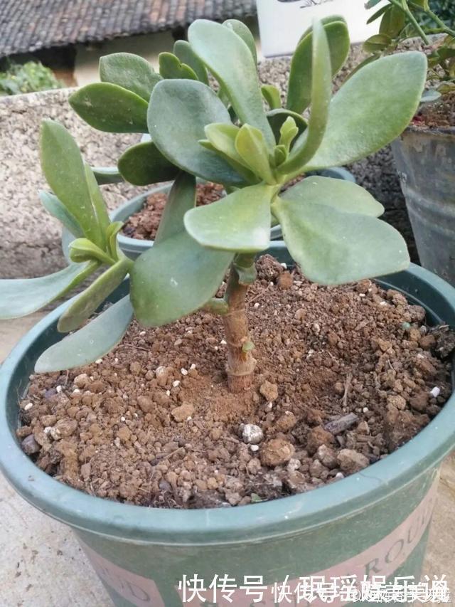 浇花|花盆里冒一层白霜，原来有大危害，抓紧清理