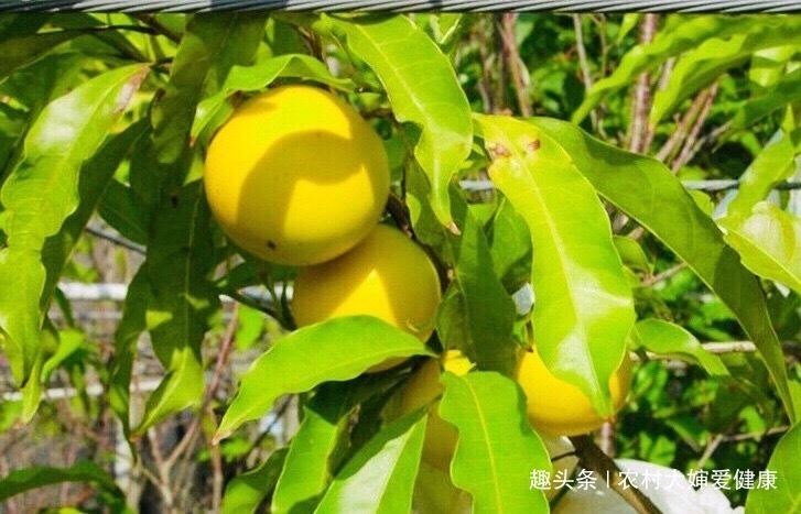 子宫|大自然的“补血果”找到了,女性多食,消毒子宫,防止妇科病