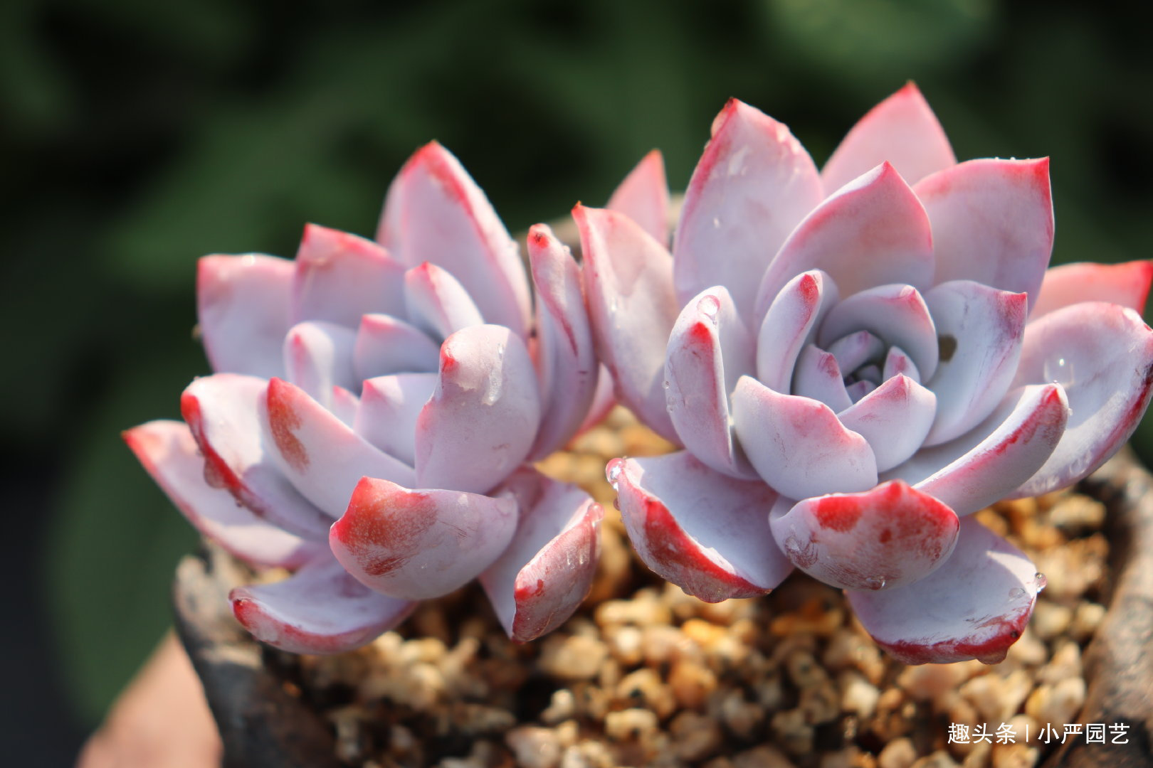 多肉春天浇水做好三个“观察”，快速生长，安全度夏