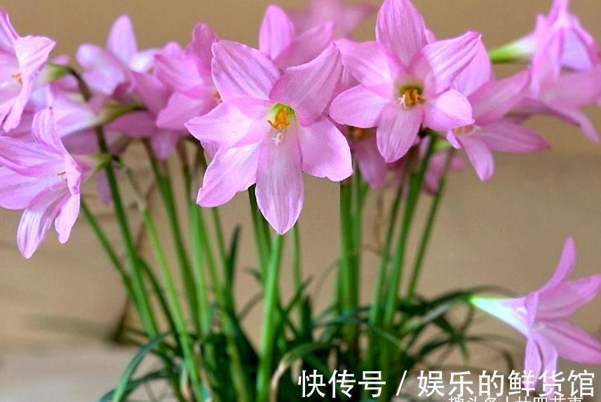 红掌|4种“懒人花”,适合“上班狗”,不用费时打理,好看好养好开花