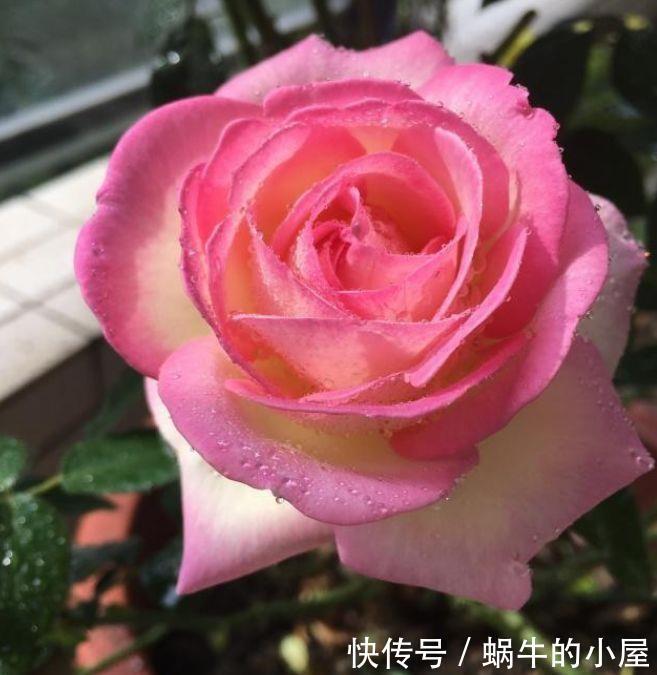 4种花耐热又耐冷,绿萝好养美10倍,四季都有花赏