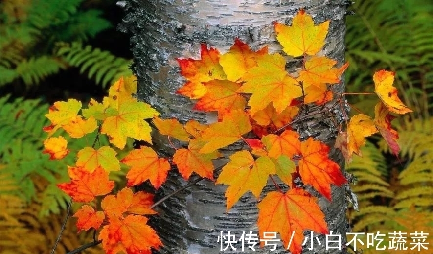 蓦然回首#一念秋风起,一念花辞树。四首古诗,愿你轻拥岁月,笑对流年