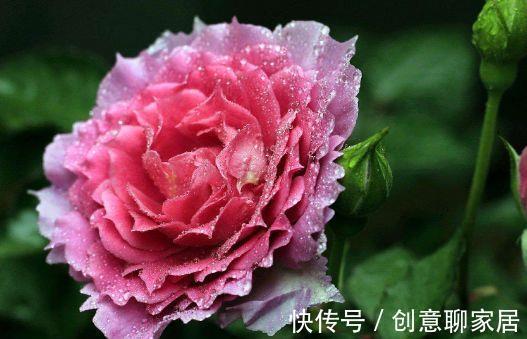 8月10日 8月21日 庭院选这几款花 便宜又好养 花色美轮美 粉紫色