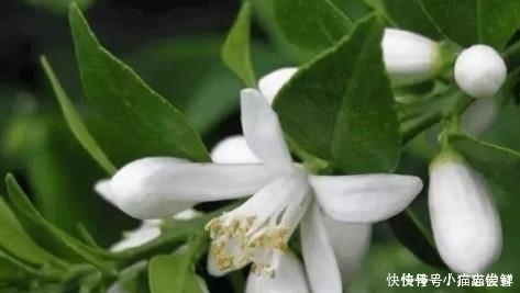 柠檬汁|抿紧下巴后突起的“白疙瘩”，千万要注意，这是螨虫的真身吗？