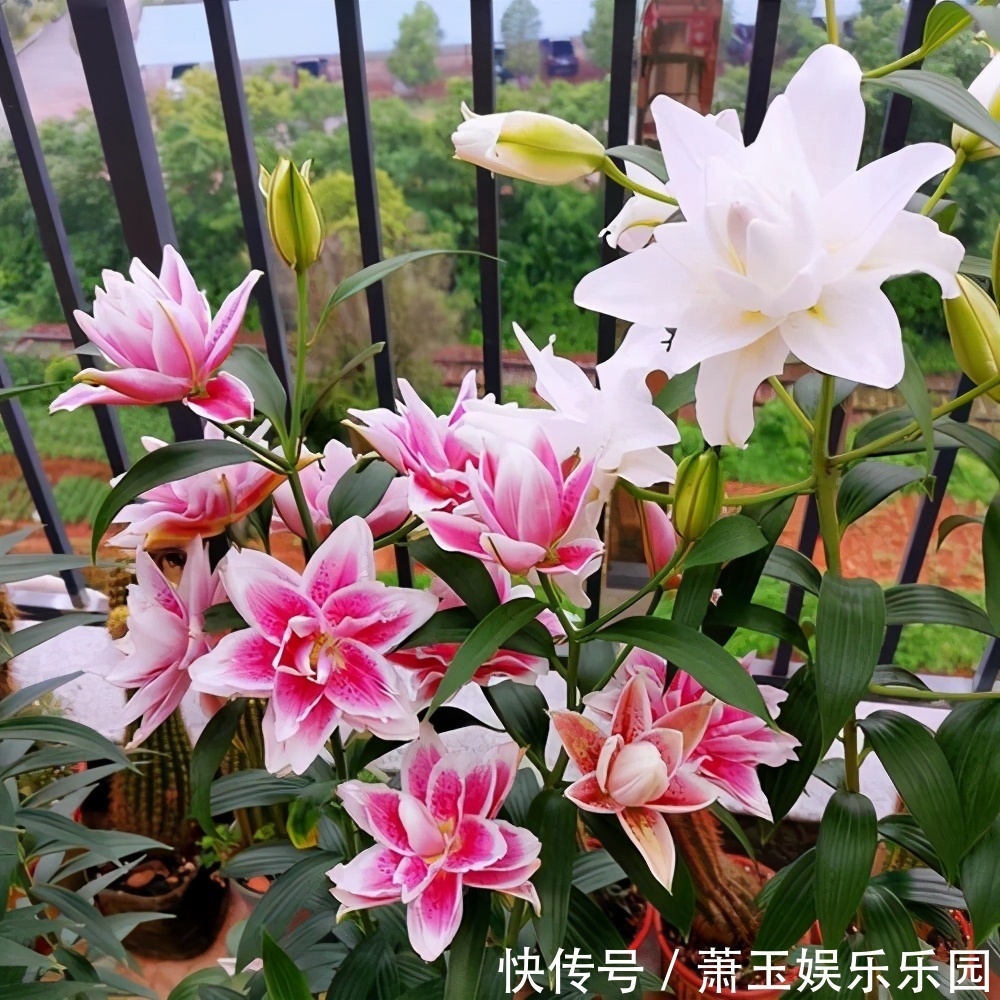 客厅别养“10种花”,虽然很漂亮,却是不利于健康的“危险花”