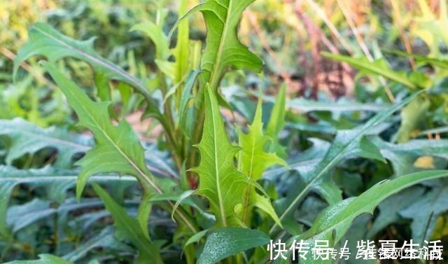 婆婆丁|农村这几种野菜很常见，外表普通，营养价值却很高，你吃过吗