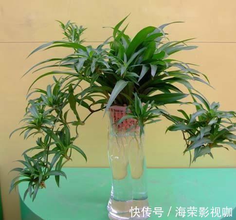 水培吊兰|水培吊兰有技巧,避开“萝卜根”,长成“白胡须”,油绿又健壮!