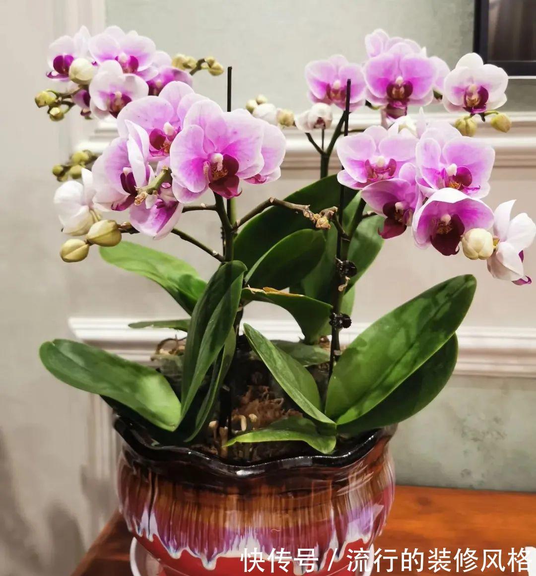 君子兰|8种花夏天不能买，买回来就死，白浪费钱