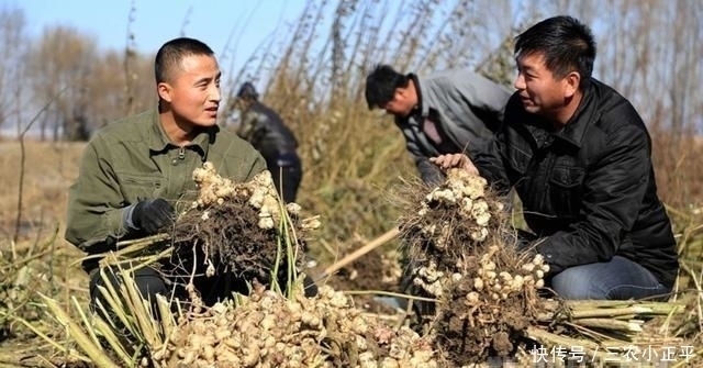 野草|生长在泥土里的“万年脏”, 1粒种子能长满一片, 一斤能卖60元