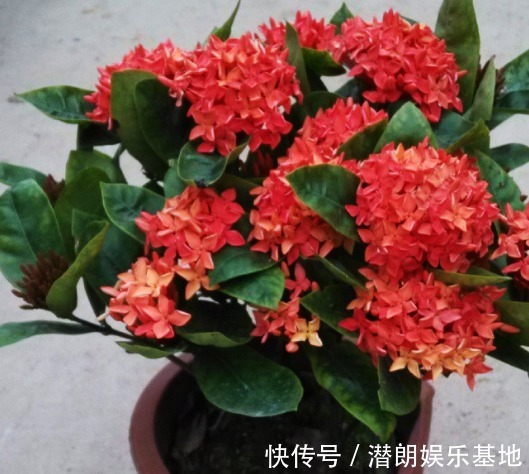 船花|4种“财运花”,漂亮贵气又好养,聚福纳财,新的一年财运旺!