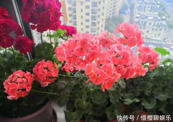 家里有此7种花,少浇水不能晒,天热要休眠早看早知道