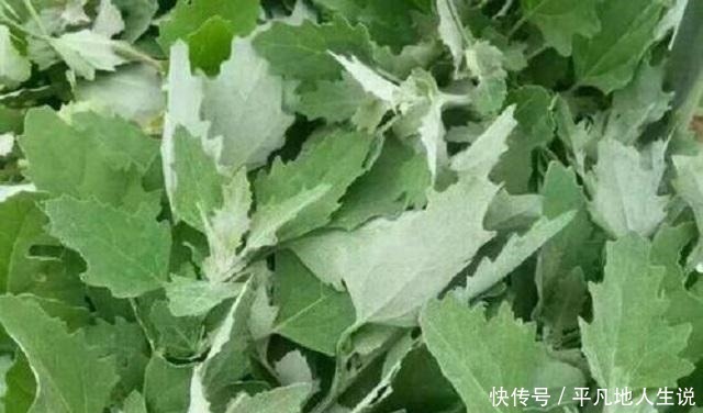 农村独有1野菜,外形繁茂营养价值高,老少皆宜,城里有钱难买到
