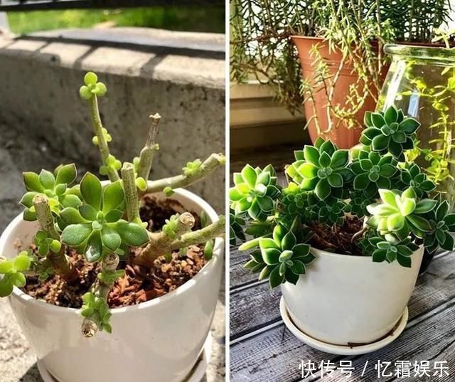 快枯死的绿植在大神手下起死回生,对比图超治愈又励志哇