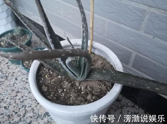 芦荟|家中的芦荟出现卷叶,对症下药,叶子才会“膨胀”起来!