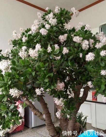 黄叶|养花常浇1种水，不用年年换盆，土壤松软，10年不黄叶！