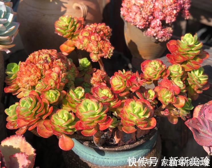 巧用3招，盆栽多肉姿态美，个个叶子肥嘟嘟、水灵灵