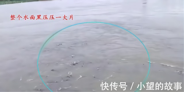 洪湖河道鲢鳙成灾,黑压压一片都是鱼邓刚来了也犯怵