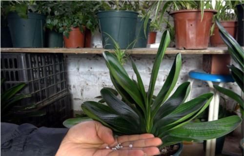 君子兰开花的关键在养根,做好这5点,让你开花不断