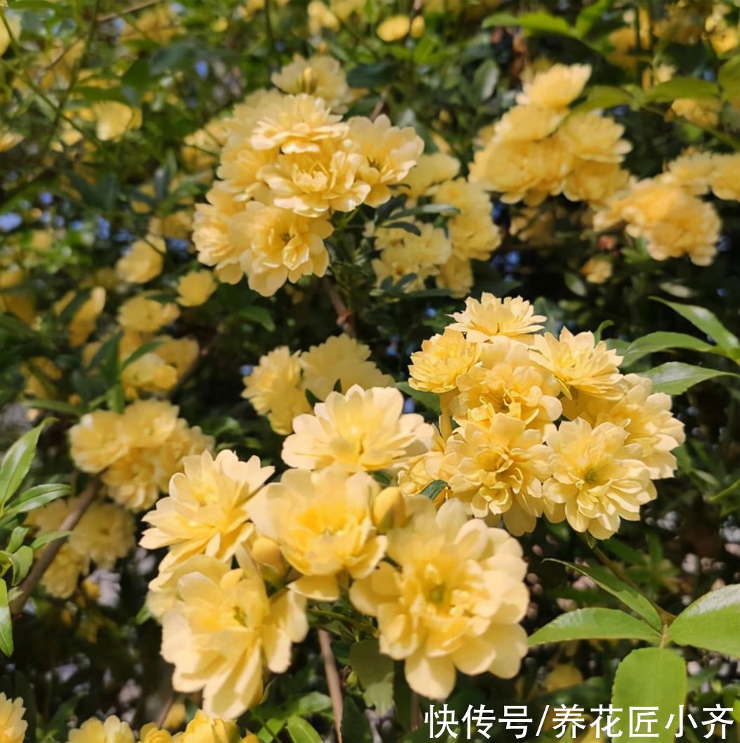 7种“爬藤花”，花园必须种一棵，1年爬满墙，开成花瀑布