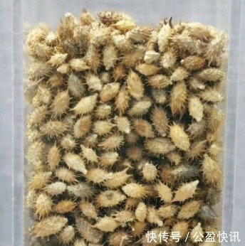 中毒|苍耳，随处可见的一种植物，你知道它的作用和禁忌吗