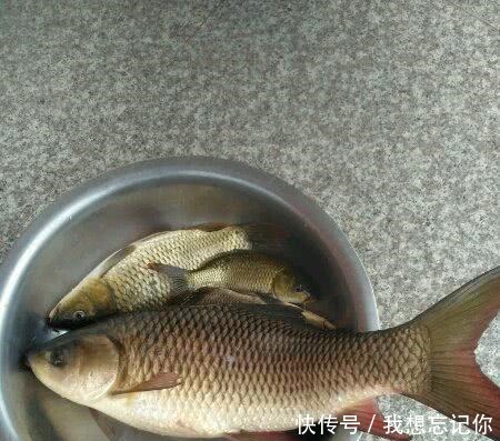 公园钓鱼,鱼竿被拖下水,游泳扛回,发现鱼还在!