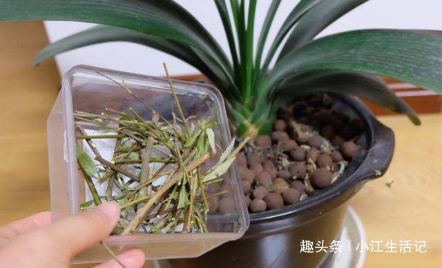 水杨酸|给花卉换盆时,底下垫点“小玩意”,不烂根,营养高,比施肥强!