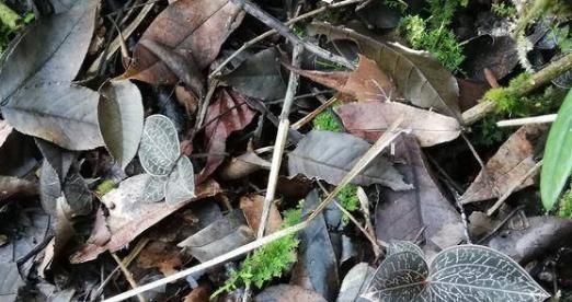 这种野草被称为“软黄金”,农村遍地都是,见到了别踩,价格高