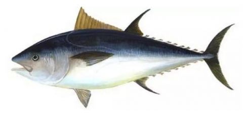 种鱼|宝宝吃鱼更聪明这7种鱼，一口都不能给宝宝吃