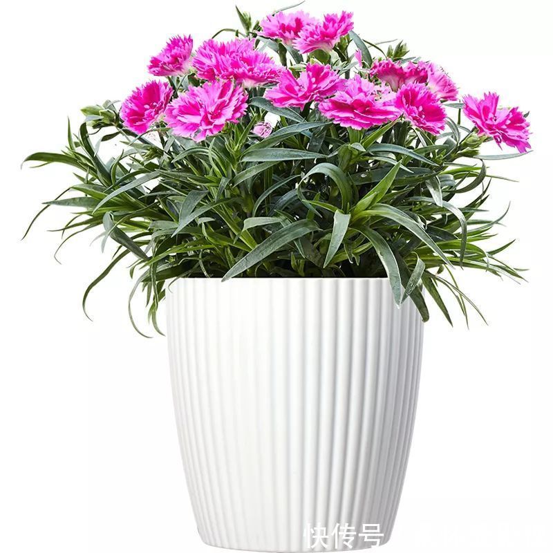 长寿|要想身体健康长寿,家庭必备的几种植物!