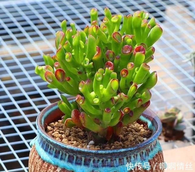 这8种多肉名字好听，颜值还特别高，摆在家里添吉祥！