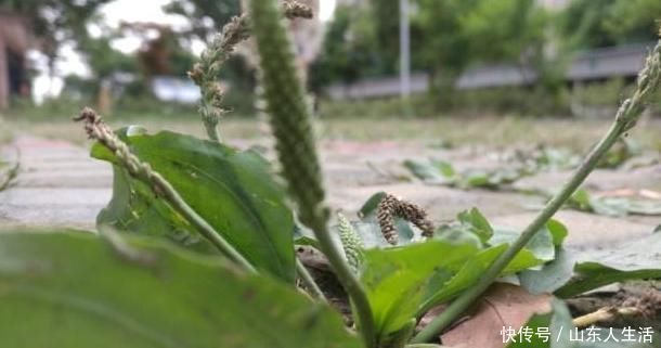 中年|车前草虽然是种野菜，拿来泡水，身体可能收获3个惊喜，来了解下