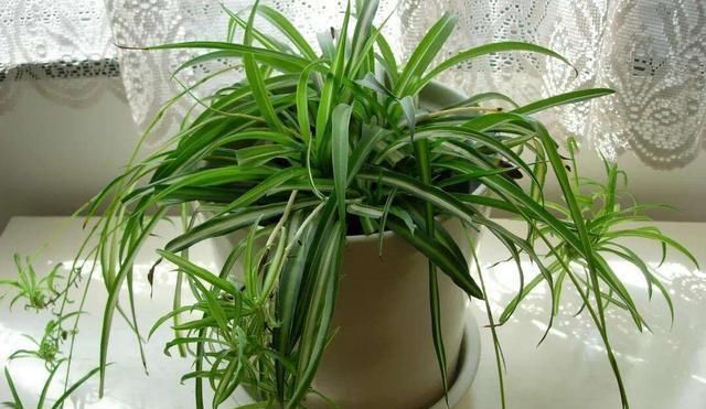 地方|吊兰放在家中哪个位置摆放在“3个地方”,一天一个样,长爆盆