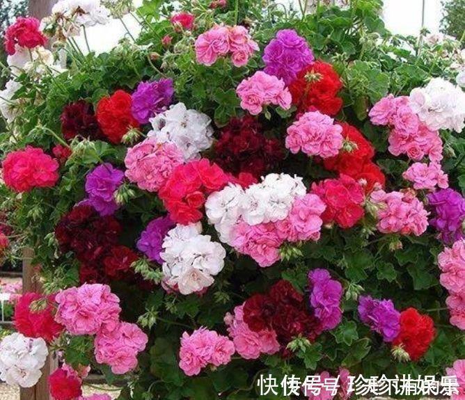 大花期|3种漂亮花,花朵大花期长,一年四季开花不断,花朵姿态万千,美