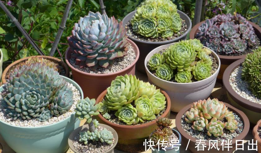 破解|三伏天30度以上,植物休眠,破解浇水养护难点,盆栽安全度夏