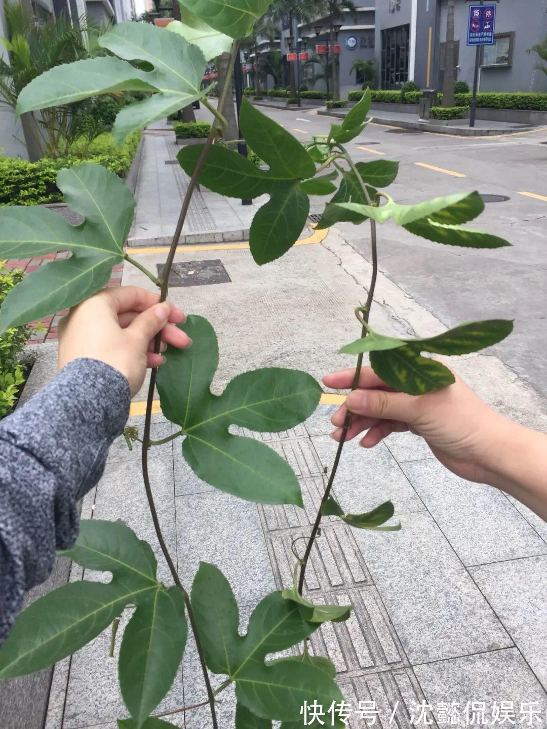 枝条|大粗杆插土里,7天生根,当年结果压弯枝,不用买水果了!