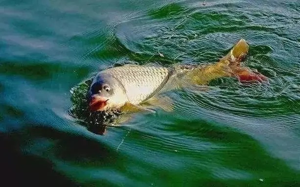 不是跟你吹，按照这些方法钓鲤鱼，竿竿都上鱼，老钓手都得输给你