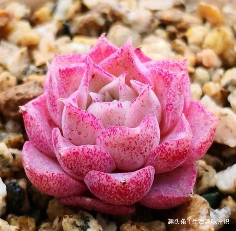 多肉颜色不好看，这样养护，色彩鲜艳，颜值爆表！