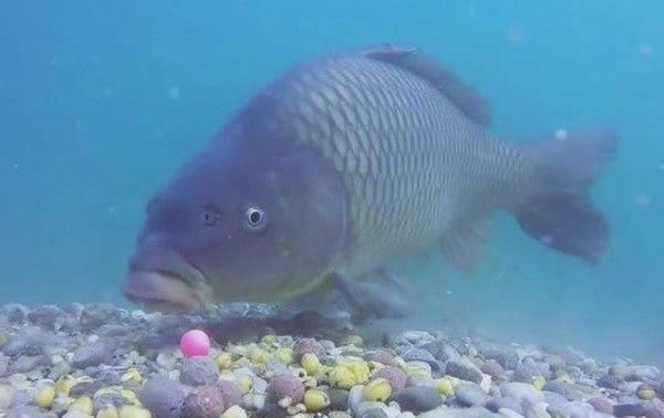 户外野钓,到底拿什么来钓鱼,才能钓得到,钓的多