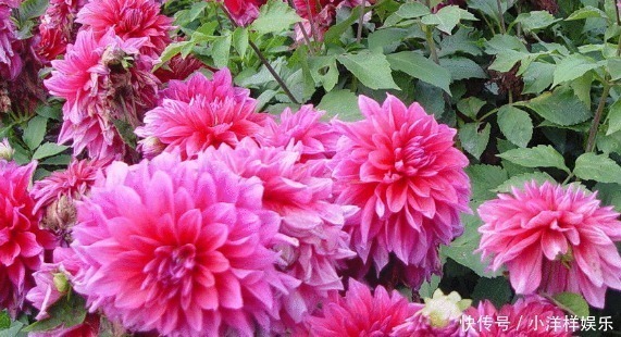 光照|新手养花，掌握3个技巧，花期延长好几个月，四季反复爆花！