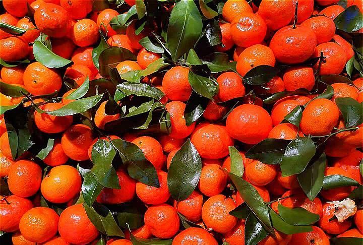买砂糖橘，选有叶子还是没叶子的？果农：牢记“4不要”，别乱买