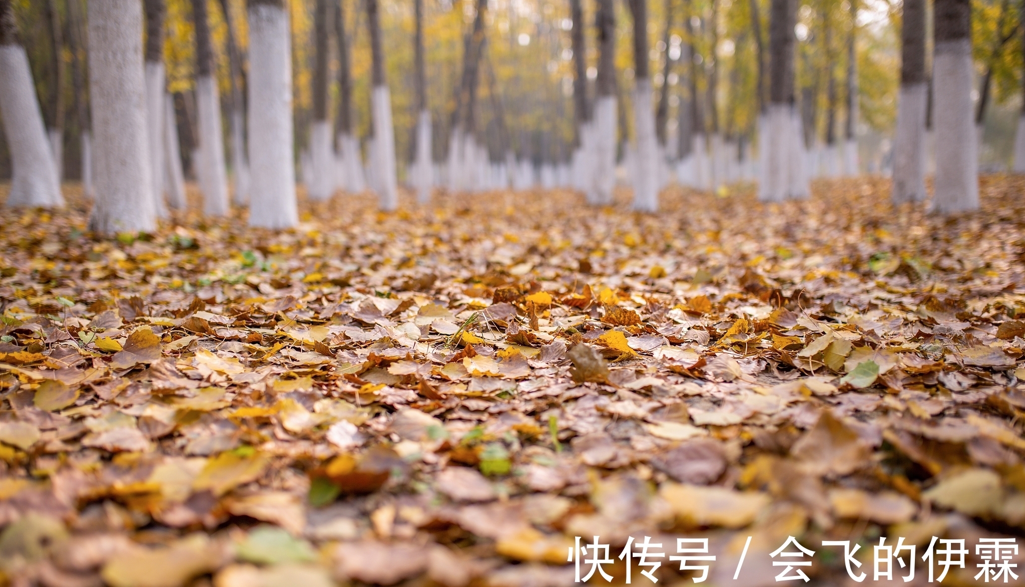 诗家&贫穷诗人留下一句名句就过世了,后代诗家怎么各显神通为他补诗?