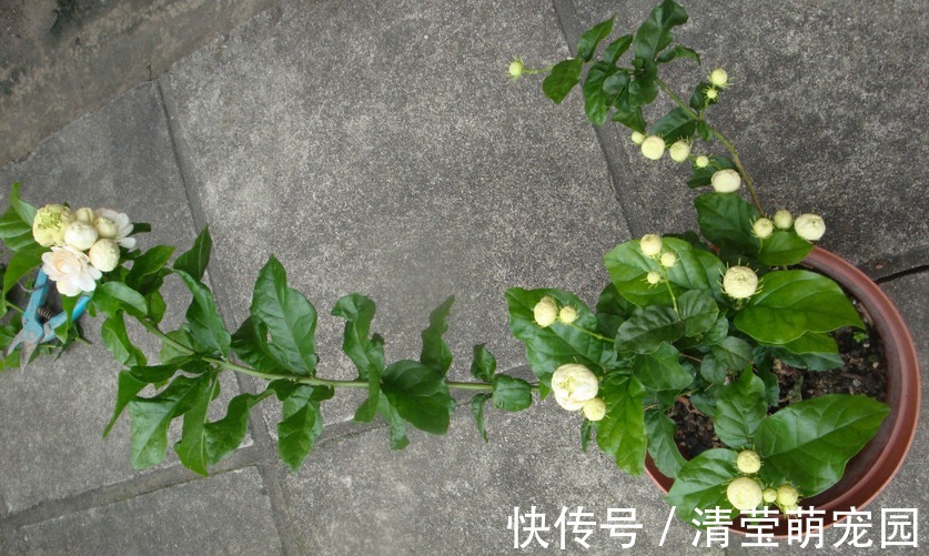 养虎头茉莉,天热处理好这3点,天一转凉,盆栽状态越来越好