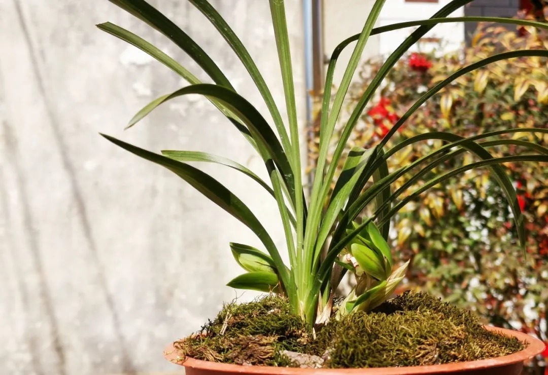 兰花|养春兰最怕什么?黄叶、卷叶、花朵细小,这些都是怎么形成的?