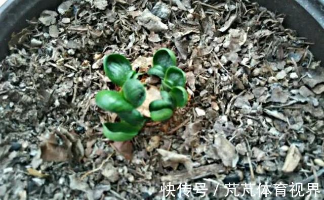 花友|养君子兰虎尾兰,扒点土反而疯长,1个月蹿出10个芽