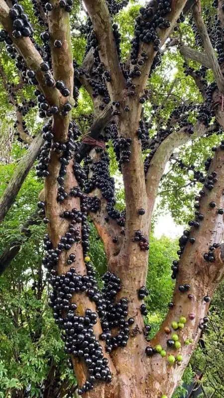 叶子|家里养棵“丑八怪”,霸气镇宅,越养越爱